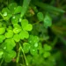 Celtic Good Luck Symbols