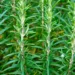 rosemary, seasoning, herbs-4978895.jpg